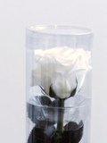 Роза на стебле в тубе Премиум цвет белый (FL094-01)