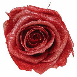 Розы на 8 марта, розы в День рождения. В подарок розы стабилизированные в праздничной упаковке из Японии и Франции